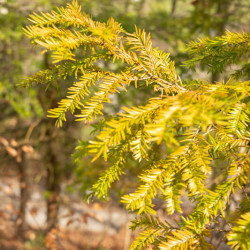 Taxus baccata ‘Dovastonii Aurea’