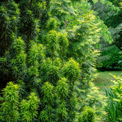 Taxus baccata ‘Fastigiata’