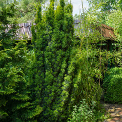 Taxus baccata ‘Fastigiata’