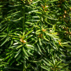 Taxus baccata ‘Fastigiata’