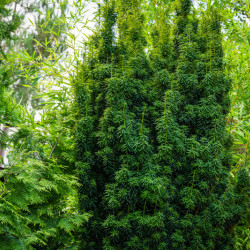 Taxus baccata ‘Fastigiata’