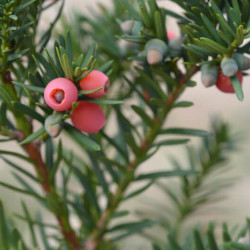 Taxus baccata ‘Fastigiata’