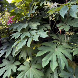 Tetrapanax papyrifer ‘Rex’