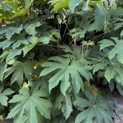 Tetrapanax papyrifer ‘Rex’