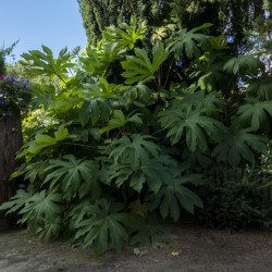 Tetrapanax papyrifer ‘Rex’