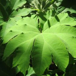 Tetrapanax papyrifer ‘Rex’