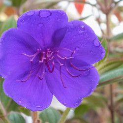 Tibouchina urvilleana ‘Compacta‘