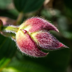 Tibouchina urvilleana ‘Compacta‘