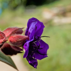 Tibouchina urvilleana ‘Compacta‘