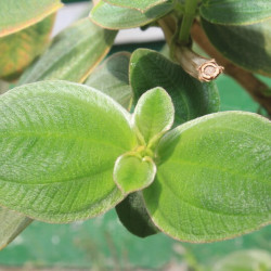 Tibouchina urvilleana ‘Compacta‘