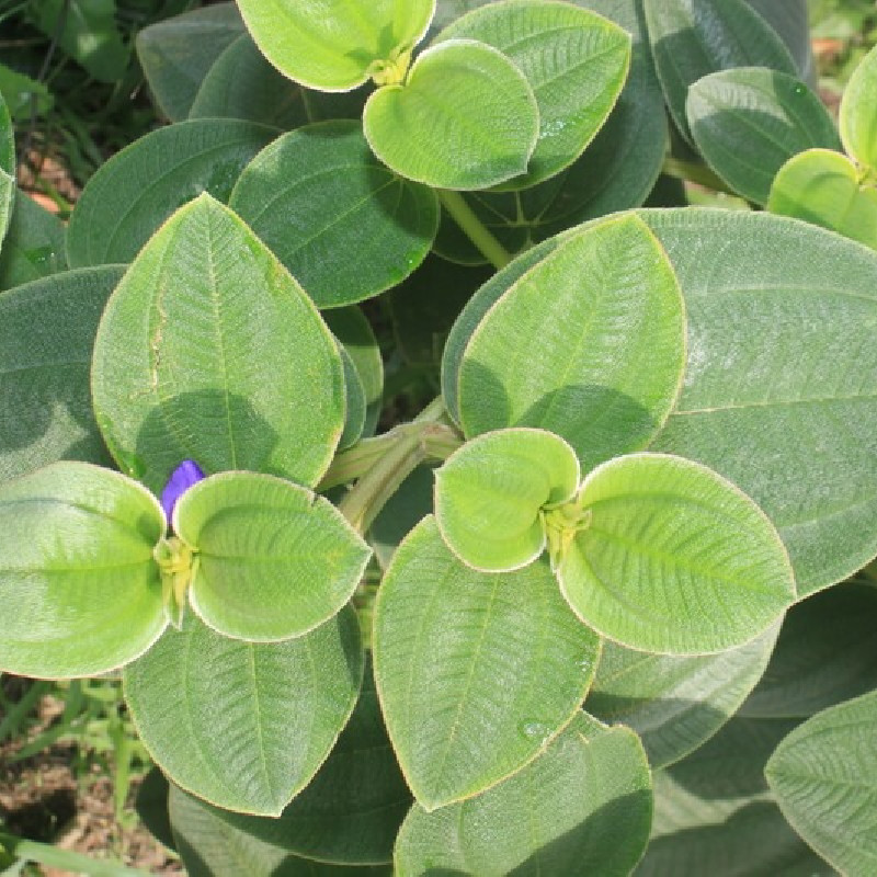 Tibouchina urvilleana ‘Compacta‘