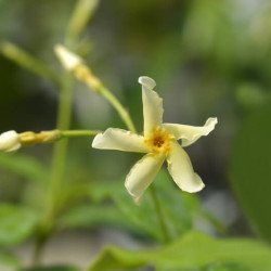 Trachelospermum jasminoides ‘Star of Toscane‘