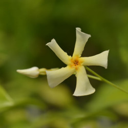 Trachelospermum jasminoides ‘Star of Toscane‘