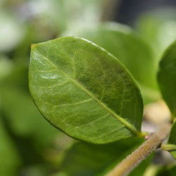 Trachelospermum jasminoides ‘Star of Toscane‘