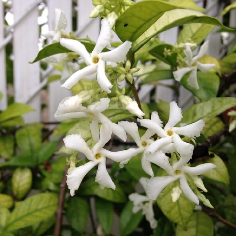 Trachelospermum jasminoides ‘Variegatum‘