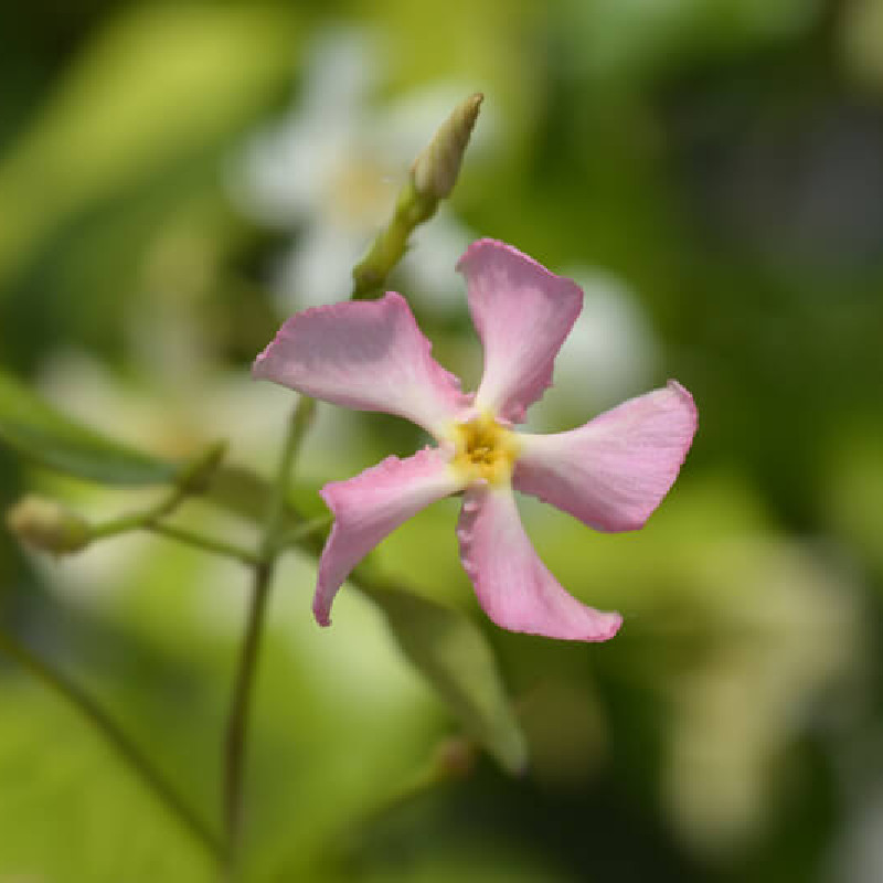 Trachelospermum jasminoides ‘Rose‘