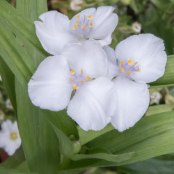 Tradescantia andersoniana  ‘Innocence‘