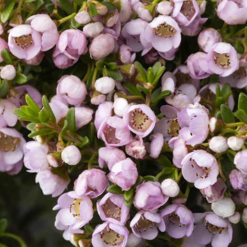 Thryptomene calycina