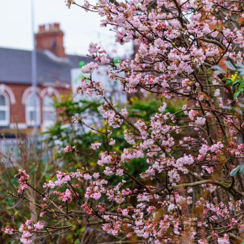 Viburnum farreri