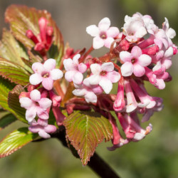 Viburnum farreri - Viorne d'hiver