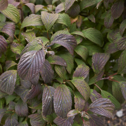 Viburnum farreri