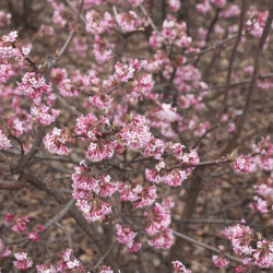 Viburnum farreri