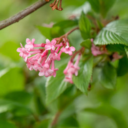 Viburnum farreri