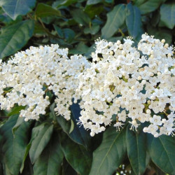 Viburnum tinus ‘Giganteum‘