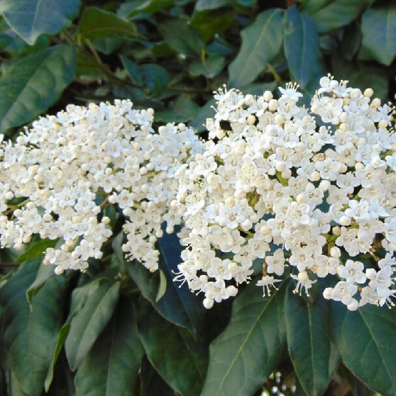 Viburnum tinus ‘Giganteum‘