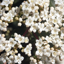 Viburnum tinus ‘Giganteum‘