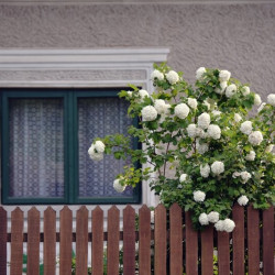 Viburnum opulus ‘Roseum’