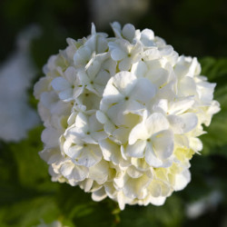 Viburnum opulus ‘Roseum’