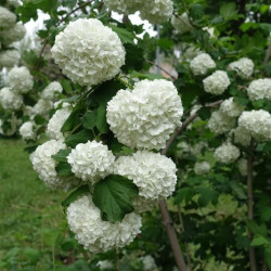 Viburnum opulus ‘Roseum’