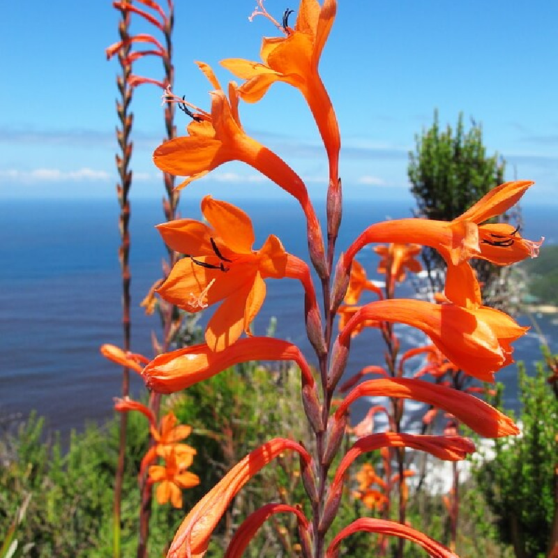 Watsonia fulgens