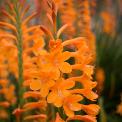 Watsonia fulgens