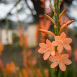 Watsonia fulgens