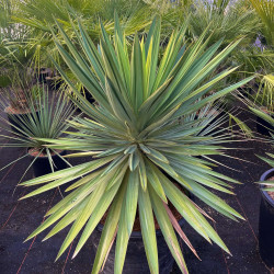 Yucca gloriosa Lonestar