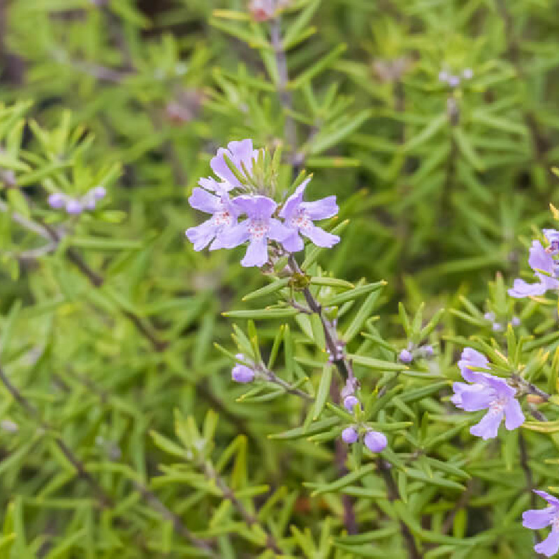 Westringia fruticosa ‘Wynyabbie Gem‘