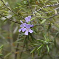 Westringia fruticosa ‘Wynyabbie Gem‘