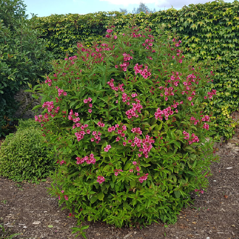 Weigela ‘Stelzneri’