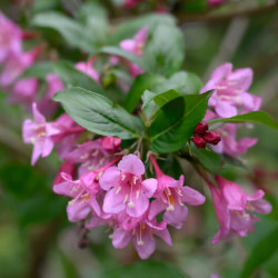 Weigela ‘Stelzneri’