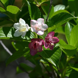 Weigela ‘Marjorie’