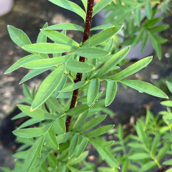 Syringa protolaciniata