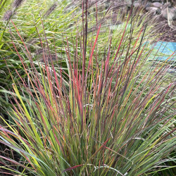 Andropogon scoparium Standing Ovation