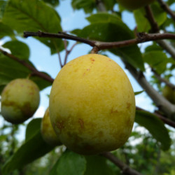 Prunus domestica ‘Ste Catherine’ - Prunier