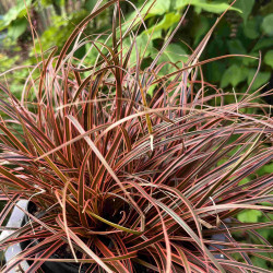 Uncinia rubra ‘Everflame‘