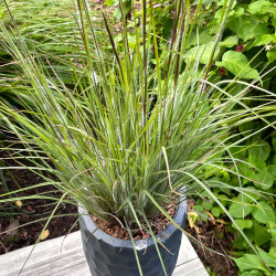 Schizachyrium scoparium ‘Ha Ha Tonka‘