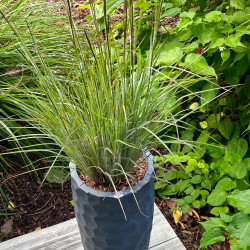 Schizachyrium scoparium ‘Ha Ha Tonka‘