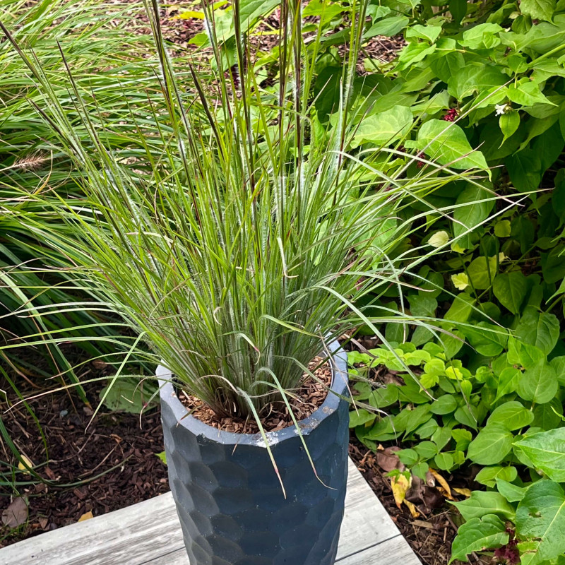 Schizachyrium scoparium ‘Ha Ha Tonka‘