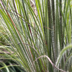 Schizachyrium scoparium ‘Ha Ha Tonka‘